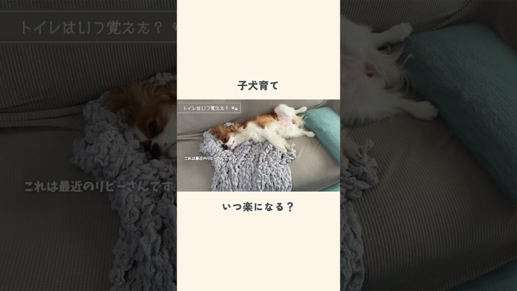 子犬育ていつから楽になった？  #キャバリア #犬のいる暮らし  #癒し#育犬ノイローゼ