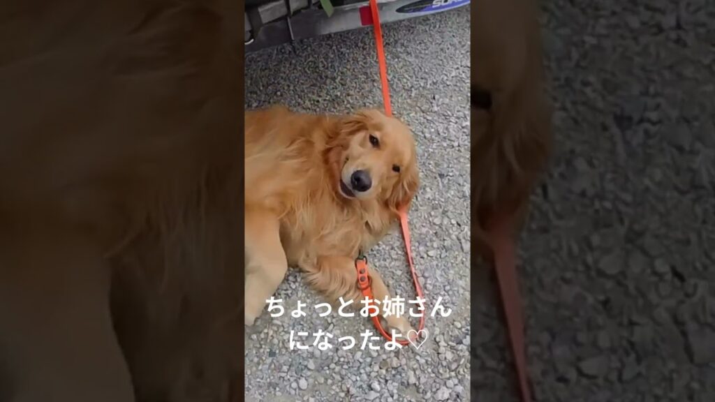朝のオッちゃんとベッピンわんちゃん♡ #ゴールデンレトリバー #癒し#かわいい犬