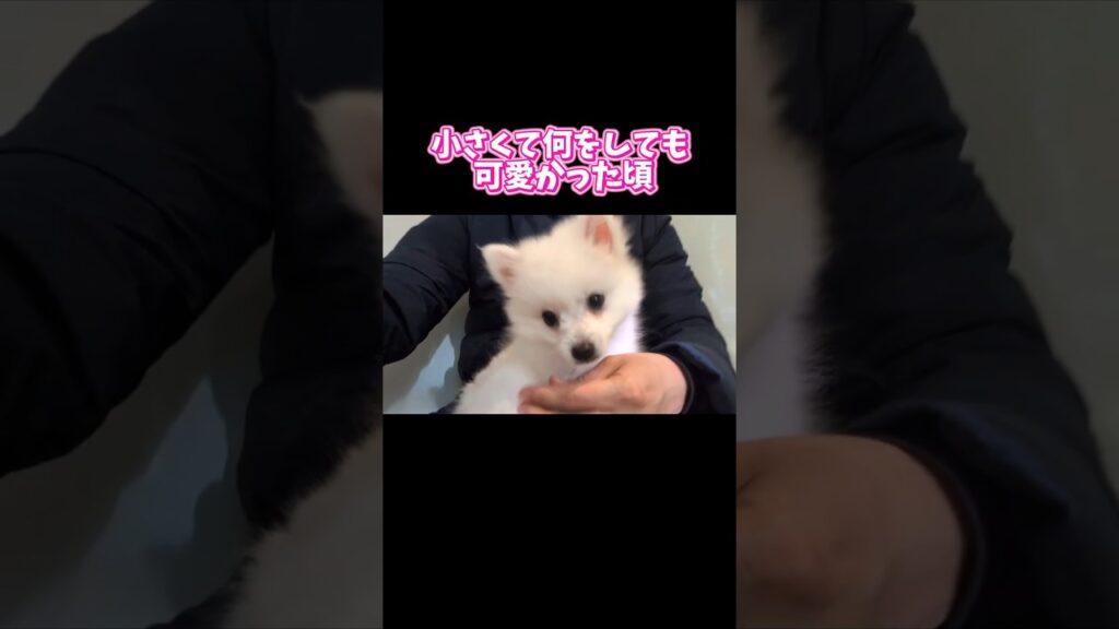 日本スピッツの今昔！ #日本スピッツ #子犬 #癒し #成長
