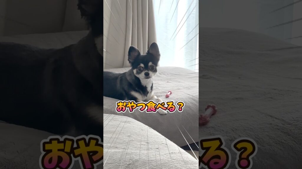 犬、呼ばれる。 #犬との暮らし #chihuahua #dog #チワワ #癒し #可愛い