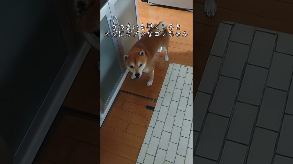 ゴンちゃんにオジお芋さんを用意しようとすると😙 #shibainu #柴犬 #癒し #cutedog #healing #shorts