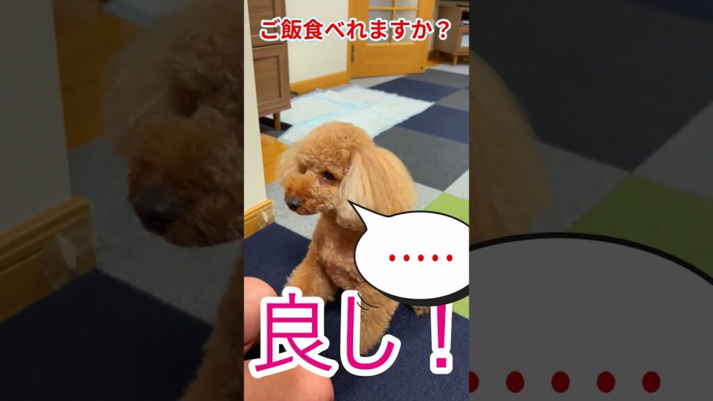 S088 ご飯食べれますか？  #犬 #トイプードル #可愛い #ご飯 #癒し