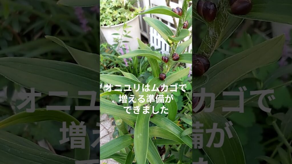 お花は次の準備に#癒し#安らぎ#ハゼラン#shorts#youtube@k－クリハラデザインルーム