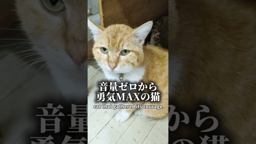 勇気を爆発させた猫 #茶トラ #癒し # #cat