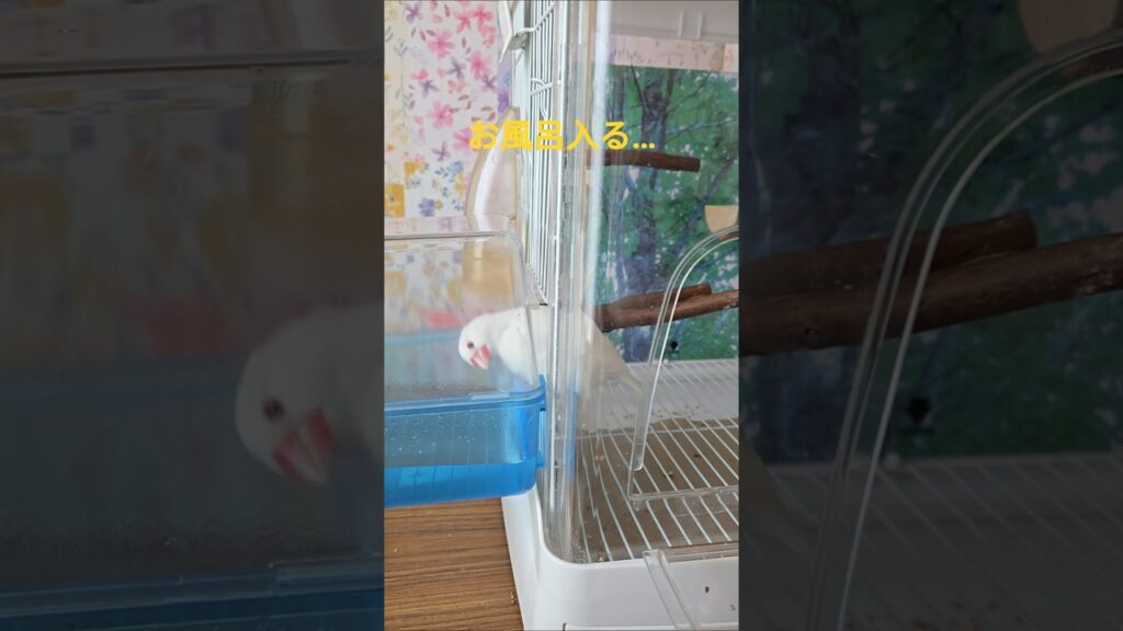 【文鳥】お風呂入るよね💕　　　#javasparrow #かわいい #癒し