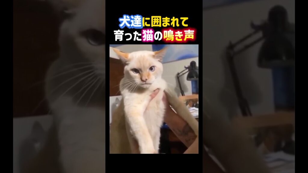 犬達に囲まれて育った猫の鳴き声。 #癒し #猫 #可愛い #犬みたいな猫 #面白い #cat #shorts