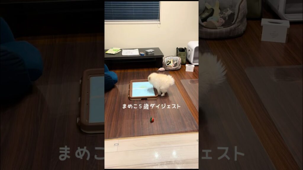 ポメラニアンまめこ5歳ダイジェスト #dog #癒し #犬のいる生活