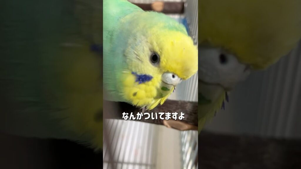 なんかついてるよ #セキセイインコ #birds #budgies #インコ #癒し #かわいい