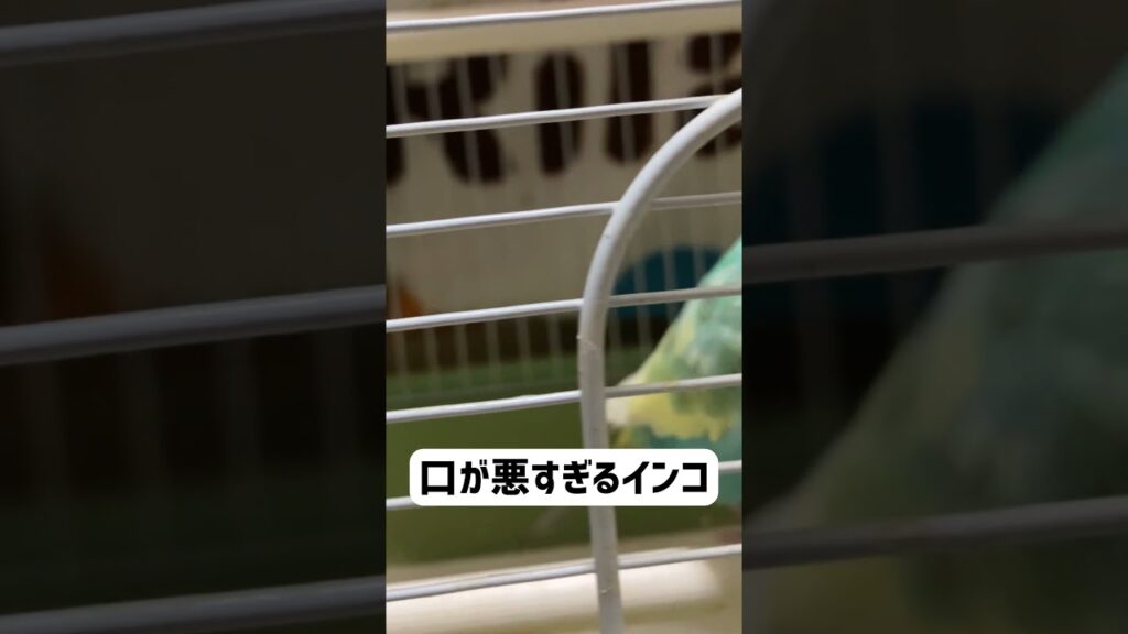 口が悪すぎるインコ #セキセイインコ #インコ #birds #癒し