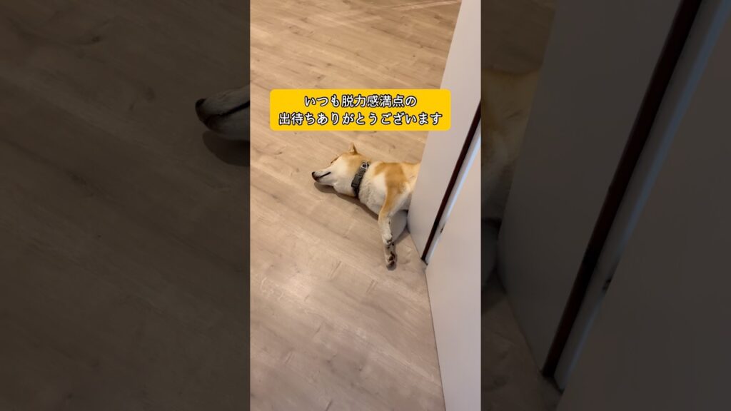 お風呂出待ち犬　#doglove #柴犬 #shibainu #癒し #theshibedoge #柴犬のいる暮らし #愛犬 #shibadog