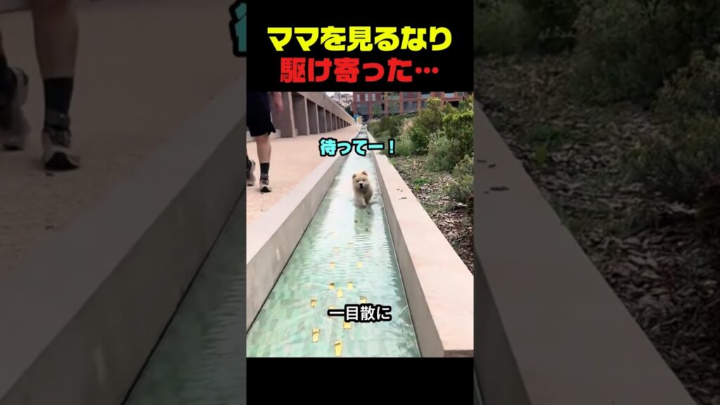 ママに駆け寄ったワンコがまさかの行動ｗ #犬 #ゴールデンレトリバー #犬のいる暮らし #犬動画 #癒し