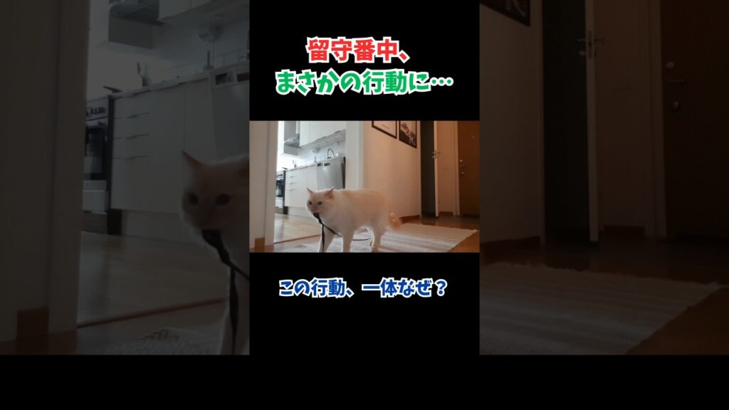 留守番中、寂しがり猫ちゃんの行動