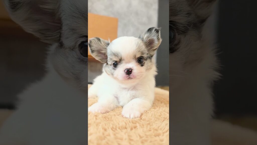 素敵な御縁をお待ちしております #チワワ #癒し #cute #puppy