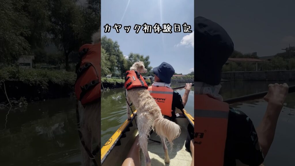 夏の思い出 #shorts #雑種犬 #癒し