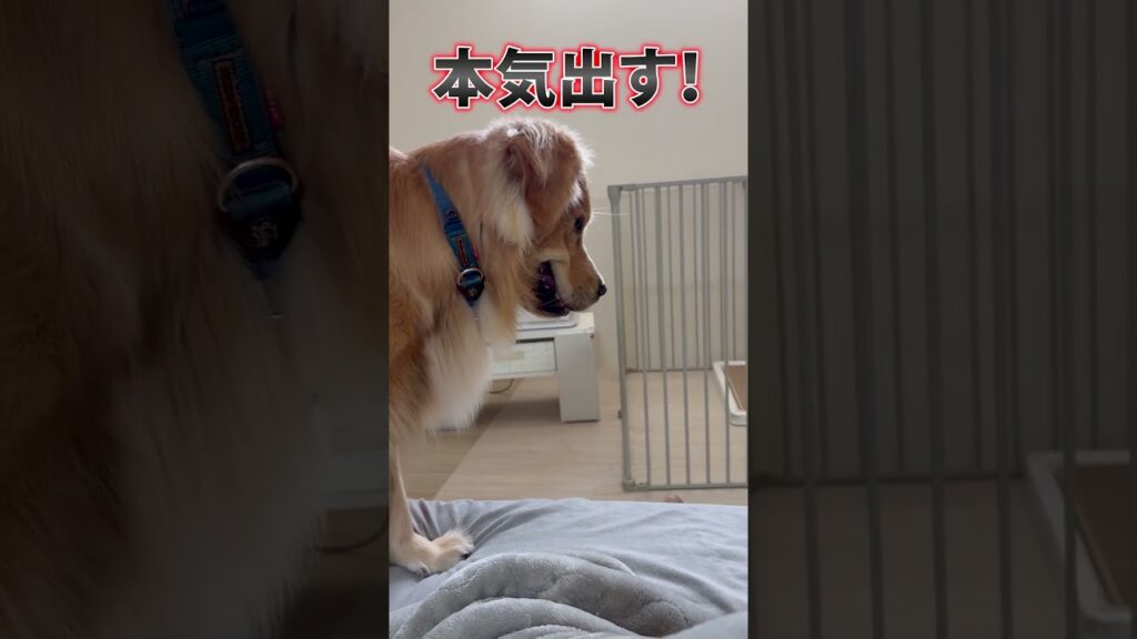 ナイスキャッチ #ゴールデンレトリバー #大型犬のいる生活 #goldenretriever #癒し #大型犬 #ユッケ #愛犬＃ドヤ顔＃ボール遊び