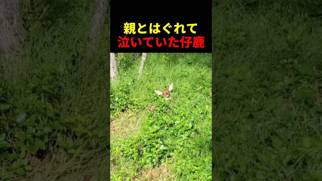 親とはぐれて泣いていた仔鹿 #動物 #ペット #かわいい #癒し #animals #鹿