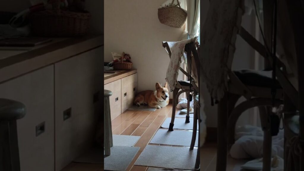 ほのぼの癒し系コーギー🐶#corgi#shorts#reels#コーギー#保護犬#かわいい#癒し#ほのぼの