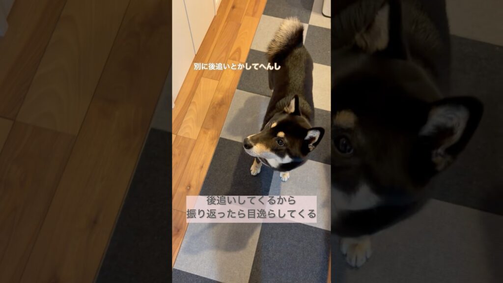 可愛い後追い#柴犬#豆柴#黒柴#犬のいる暮らし#癒し