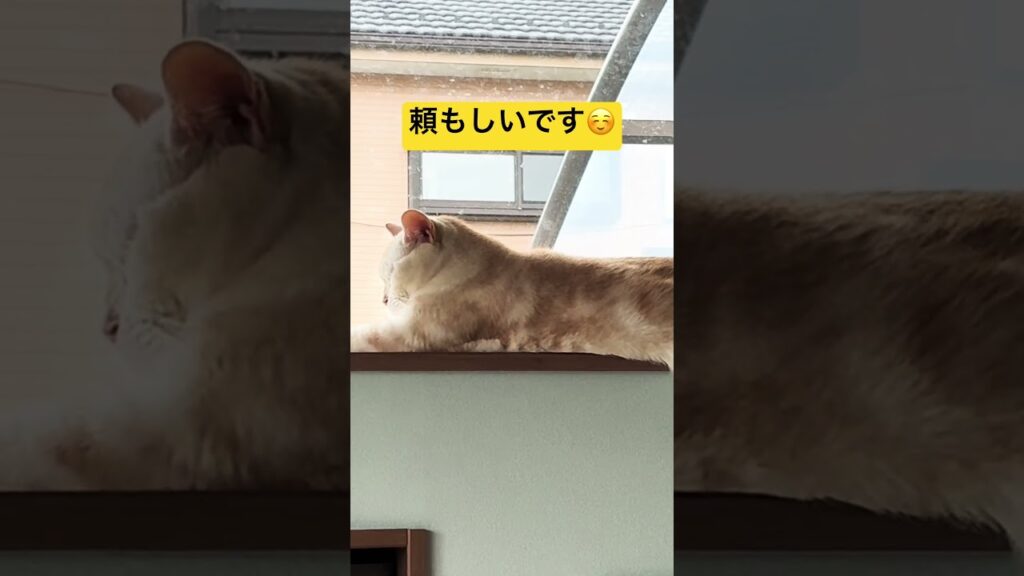 ニャルソックスしない猫😅#cute #cat #ねこ #猫 #癒し