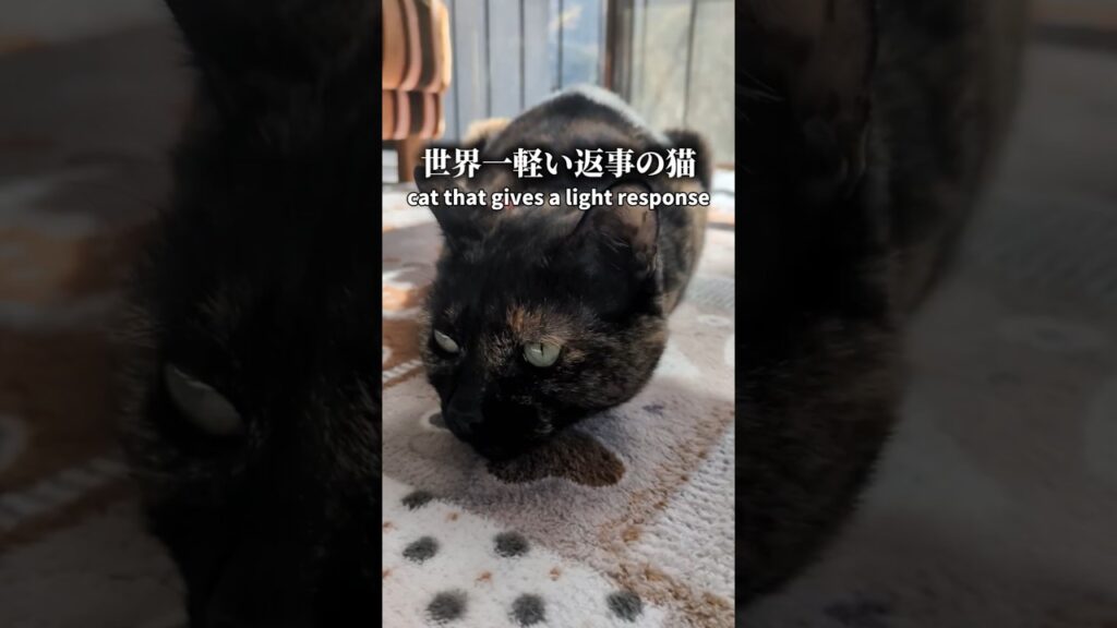 世界一返事が軽い猫 #cat  #癒し