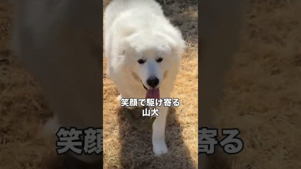 もののけ姫の山犬 #グレートピレニーズ #癒し #大型犬 #大型犬のいる生活 #愛犬 #pyrenees #もののけ姫 #山犬