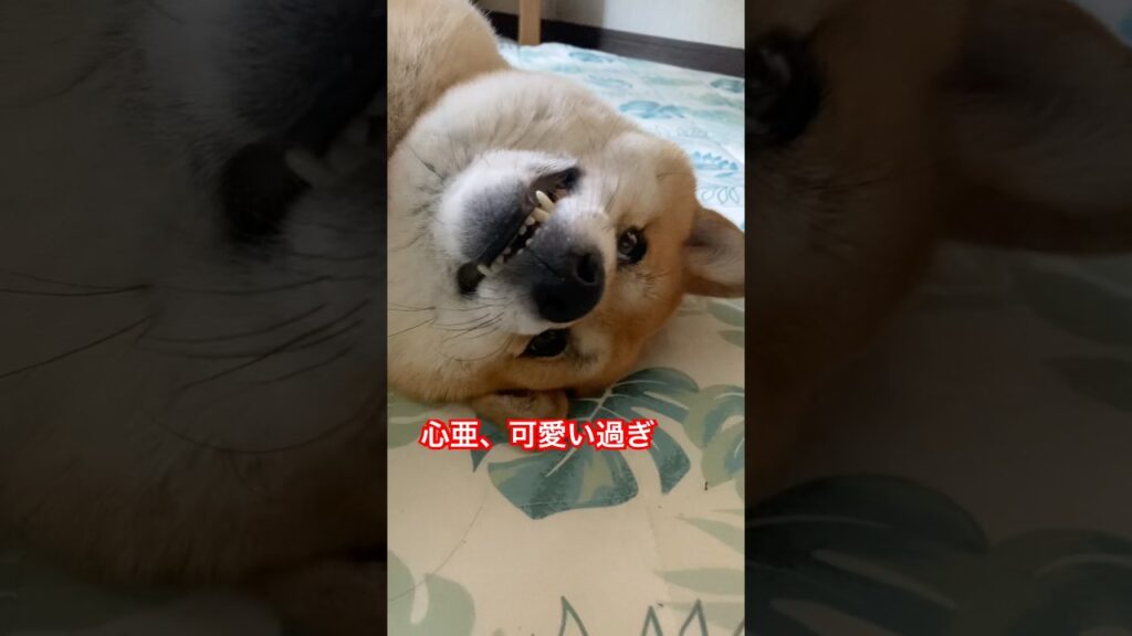 #心亜 #dogsofinstagram #柴犬 #柴犬のいる暮らし #shibainu #dogshorts #癒し #かわいい犬 #cute #しばいぬ