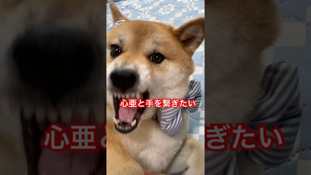#心亜 #dogsofinstagram #柴犬 #柴犬のいる暮らし #shibainu #dogshorts #癒し #backnumber