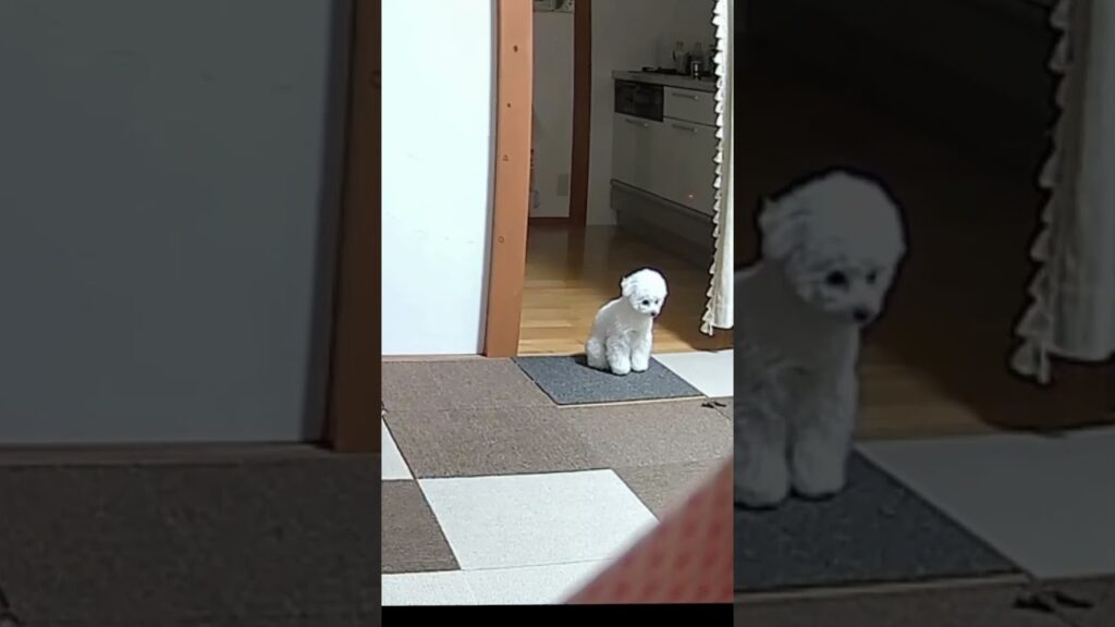 #ビションフリーゼ #犬 #日常 #うんち #癒し #かわいい #dog #shorts