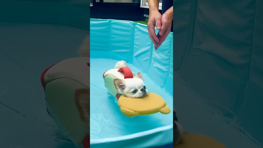 ずっと「空中犬かき」しかできなかった犬が、ついに泳げた日。 #チワワ #癒し #かわいい