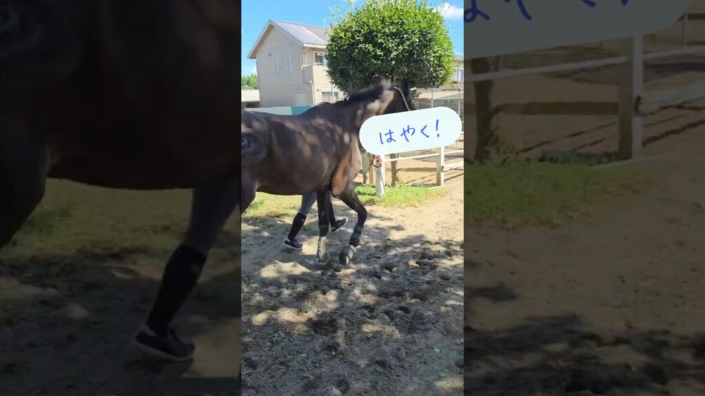 【久しぶりの晴天で、はしゃぐ馬】 #animalshorts #horse #動物 #pippachannel #クロノス #癒し #可愛い #かわいい #馬