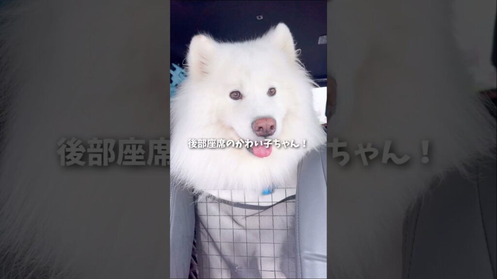 後部座席のかわい子ちゃんが現れた！ #samoyed #サモエド #癒し