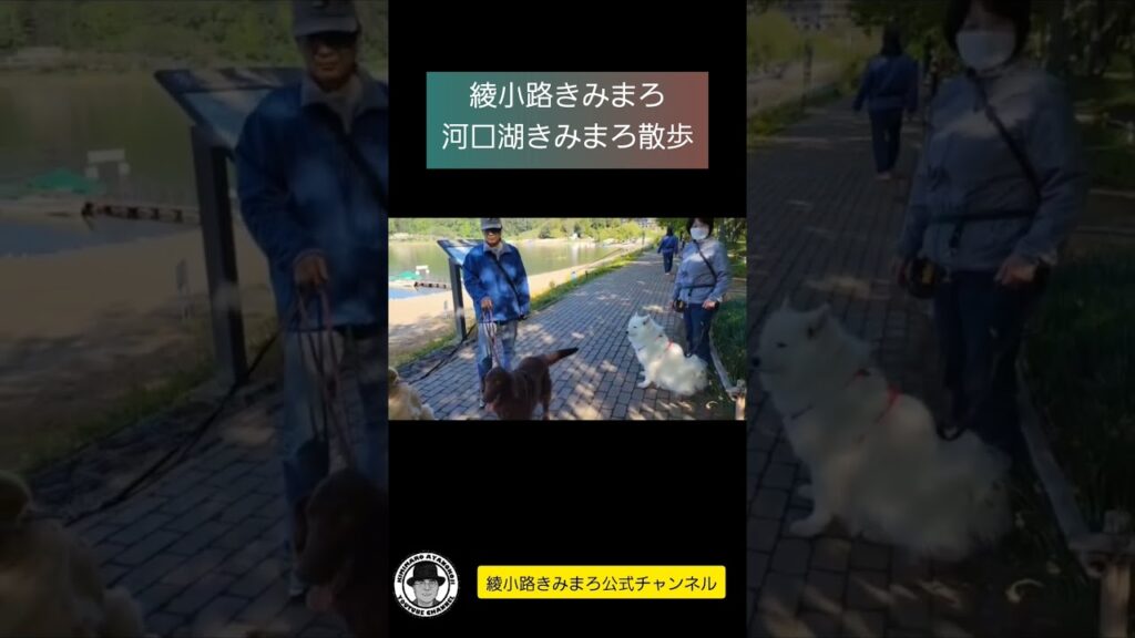 綾小路きみまろです。本日2023年5月5日河口湖きみまろ散歩🚶‍♂️ワンちゃん犬🐶🐩たちとの出会い編♥️ #shorts