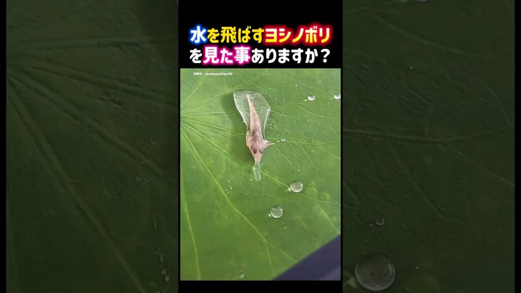 水を飛ばすヨシノボリを見た事ありますか？ #癒し #ヨシノボリ #魚 #可愛い #ハゼ #fish #shorts