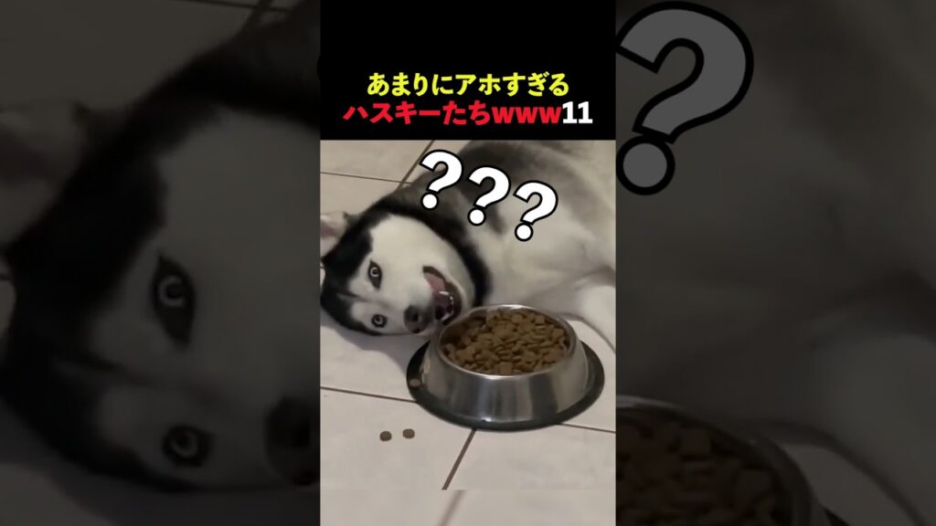 あまりにもアホすぎるハスキーたちwww11 #動物 #かわいい #面白動画 #ショート #shorts #癒し #ハスキー #犬
