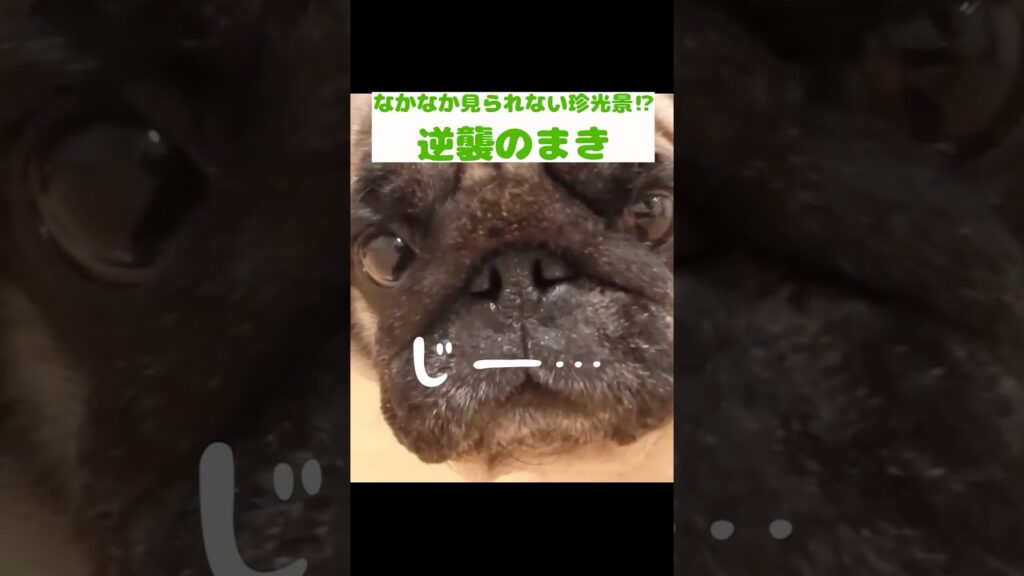 なかなか見られない珍光景⁉逆襲のまき　 #パグ #癒し #ペット