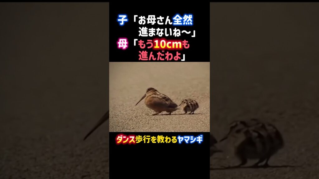 ダンス歩行を教わるアメリカヤマシギ。 #癒し #ヤマシギ #鳥 #可愛い #bird #Americanwoodcock #shorts
