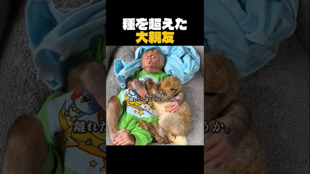 幼い頃から一緒に育った子ザルとウサギ