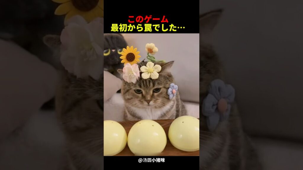 このゲーム最初から罠でした#ねこ #猫 #ネコ #癒し #かわいい