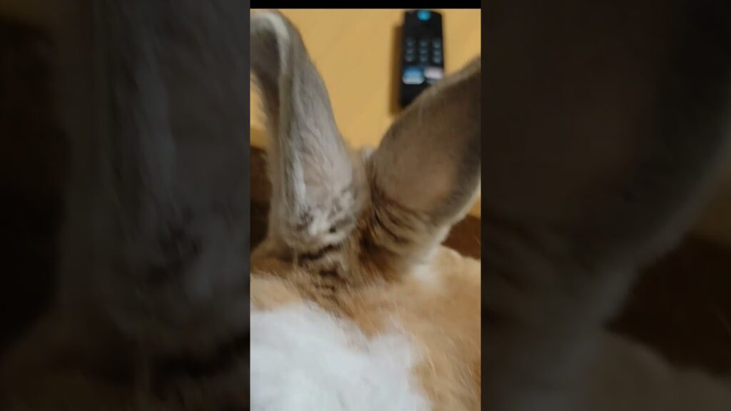 るな君は頑張りました #うさぎ #rabbit #bunny #かわいい #癒し #shorts