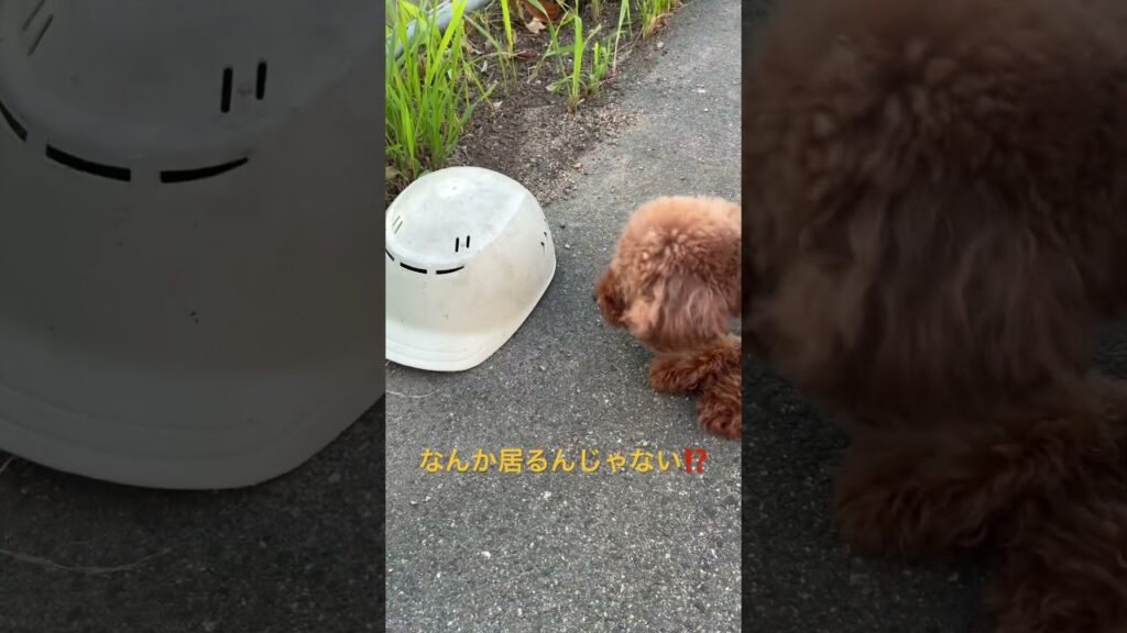 なんか居るんじゃない⁉️ #トイプードル #癒し #toypoodle  ♯散歩