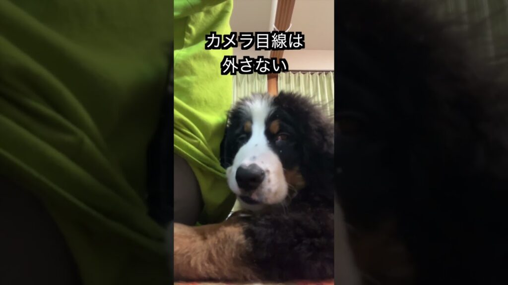 ザクとハロ#shorts  #バーニーズマウンテンドッグ#比較動画 #puppy #癒し#バーニーズの仔犬 #大型犬