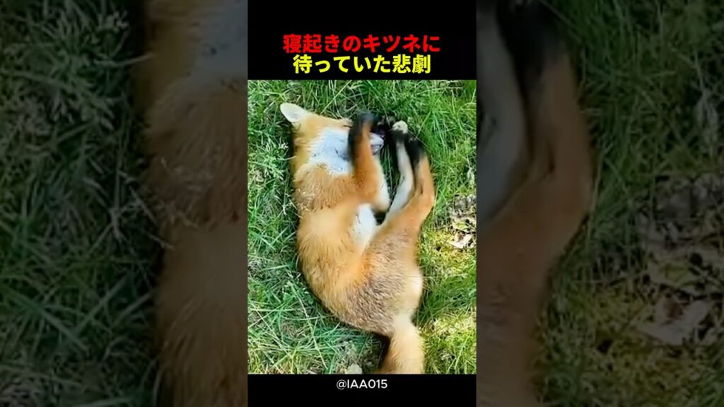 寝起きのキツネに待っていた悲劇#キツネ #野生動物 #癒し #かわいい