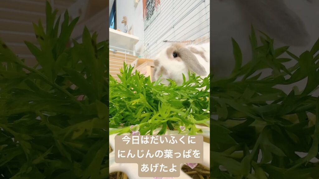 🌿今日はだいふくににんじんの葉っぱをあげたよあ #cuteanimals #うさぎ #rabbit #癒し #かわいい