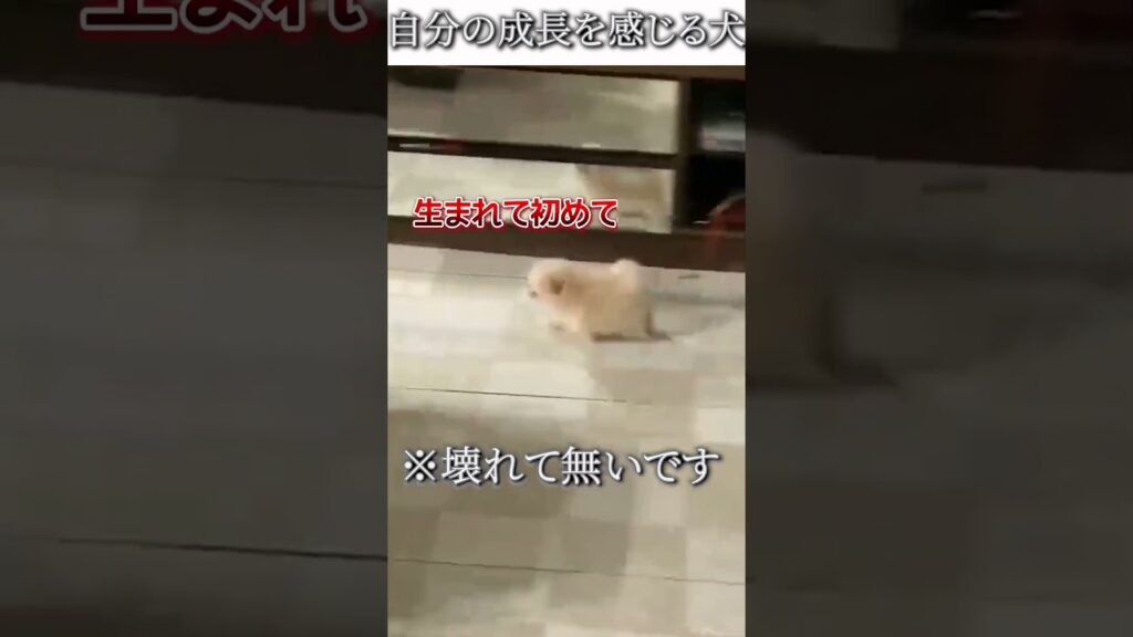 犬のおもしろ動画にツッコミどころ満載なアフレコしてみた＃505【強い】【ハプニング映像】#shorts　#アフレコ #面白動画