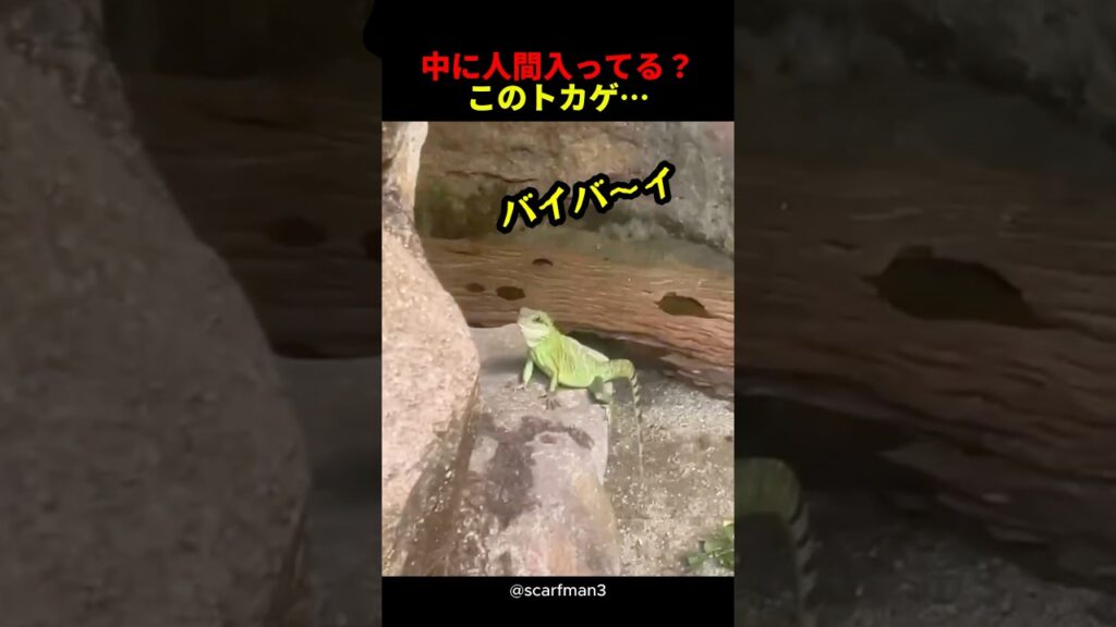 中に人間入ってる？このトカゲ#トカゲ #かわいい #癒し #おもしろい