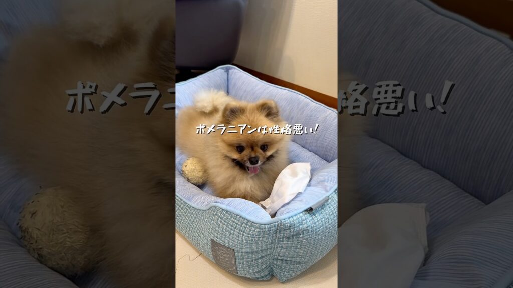 意地悪なポメラニアン😂#犬 #癒し #愛犬