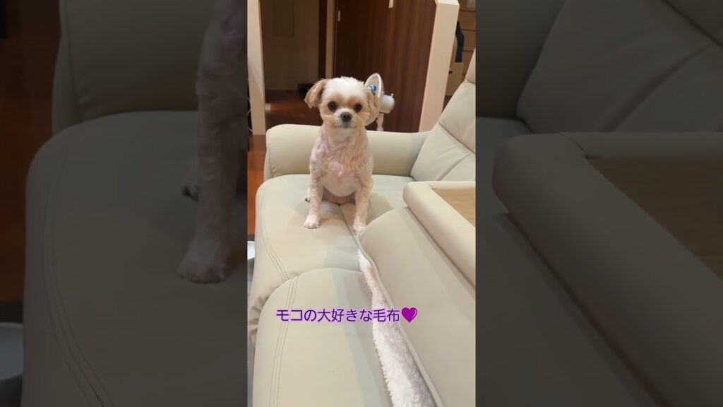下にしてしまってごめんね💦💦 #癒し #犬との暮らし #可愛い #元気になる動画 #モコちゃん #犬 #犬のいる暮らし