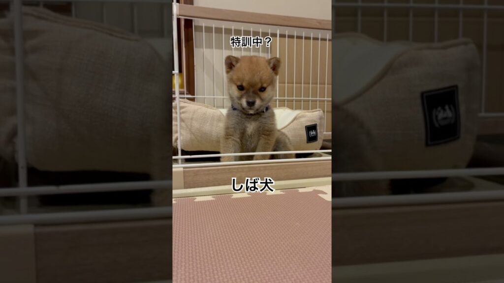 柴犬　サカナクション #柴犬 #癒し #あいちはやっさん #サカナクション #怪獣 #子犬 #しつけ #origami #shibainu #ペット