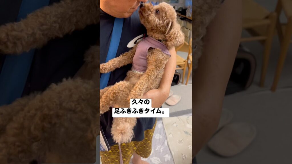 足ふきふきタイムは、パパ大好きタイム💕 #犬のいる生活#トイプードル#ここなのお家#可愛い犬#癒し#愛犬 #可愛い