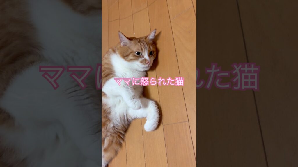 ママに怒られた猫シリーズ　悲しみのみゅうちゃん#猫動画 #癒し #かわいい